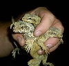 Three chukwallas under one piece of tin