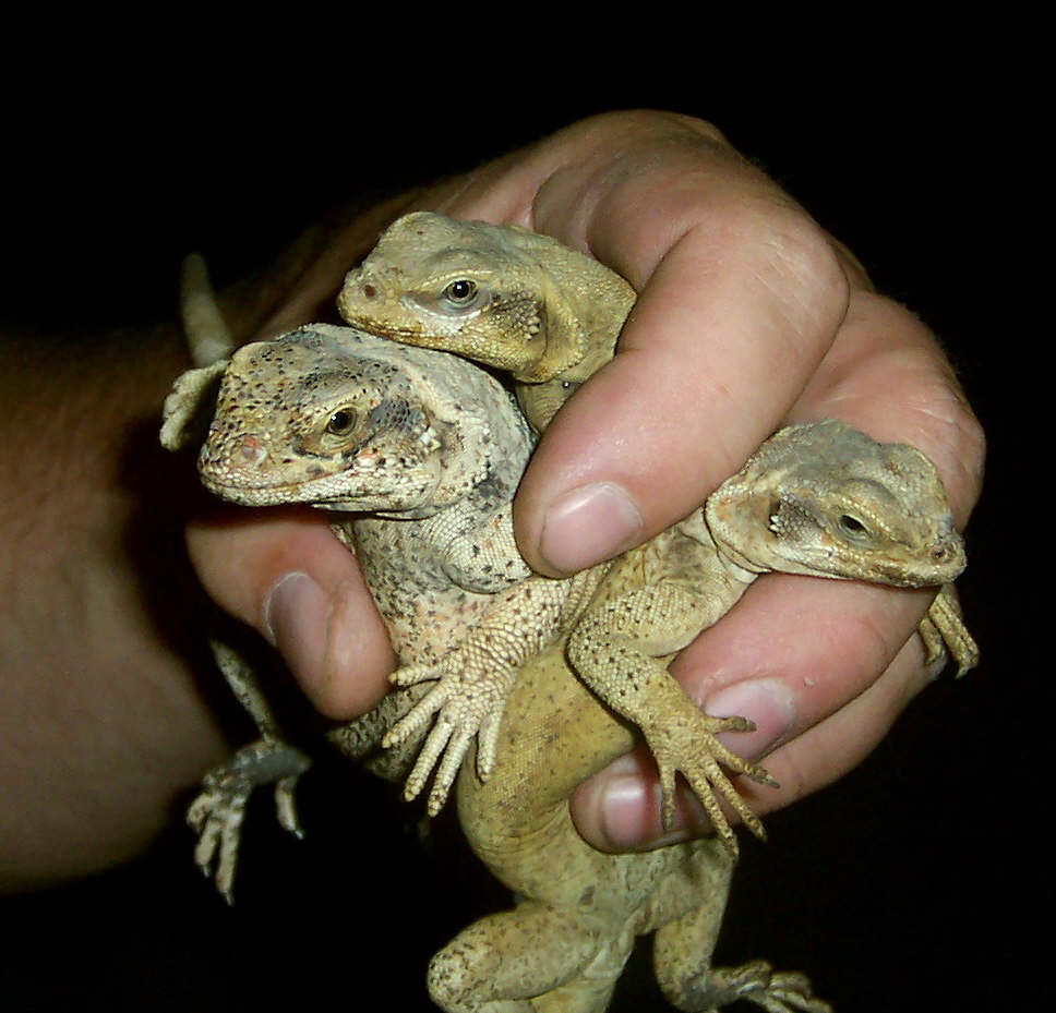 Three chukwallas under one piece of tin