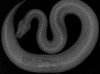 rad of viper boa