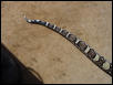 male anerythristic tail
