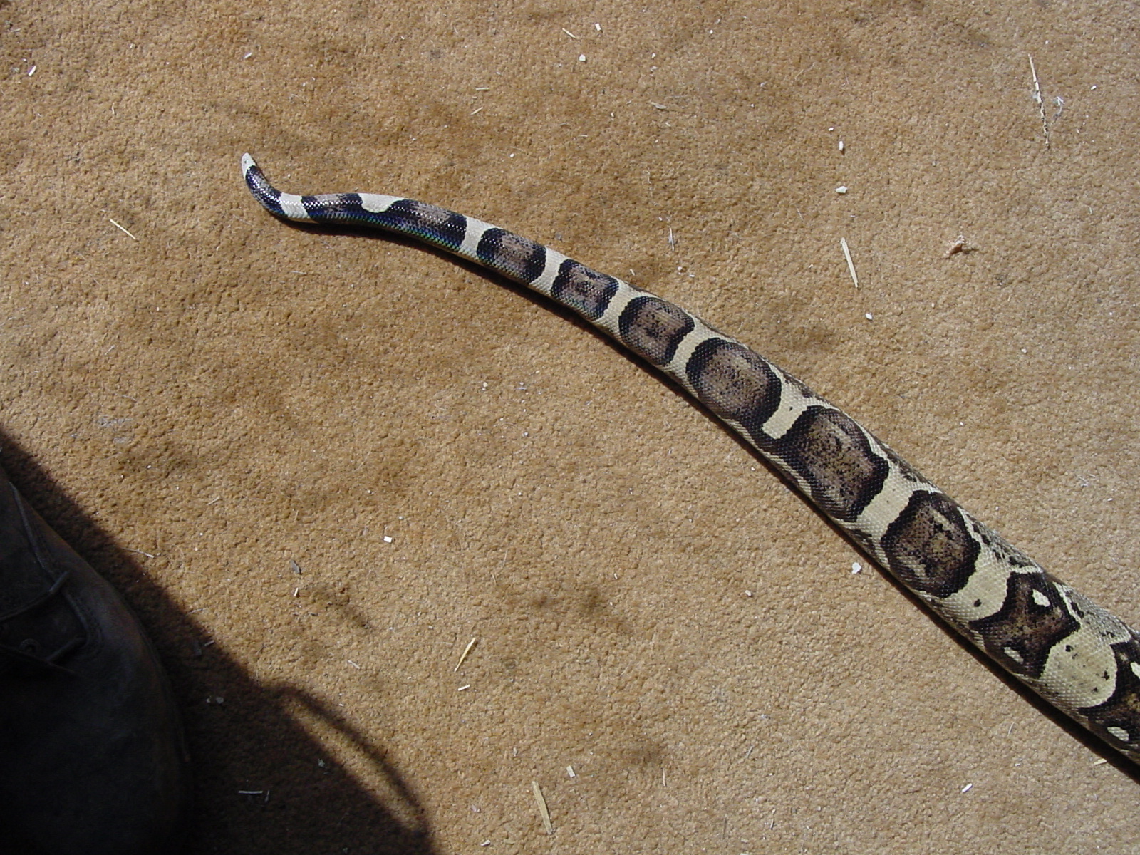 male anerythristic tail