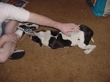 big girl f american buldog pupemale