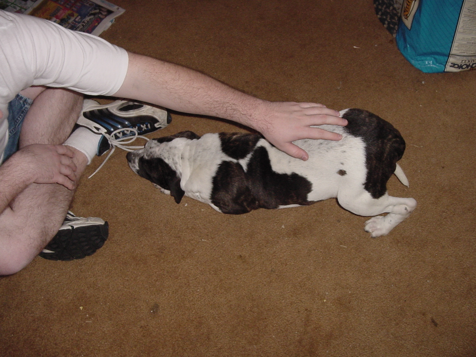 big girl f american buldog pupemale