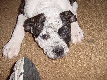 big girl american bulldog female pup
