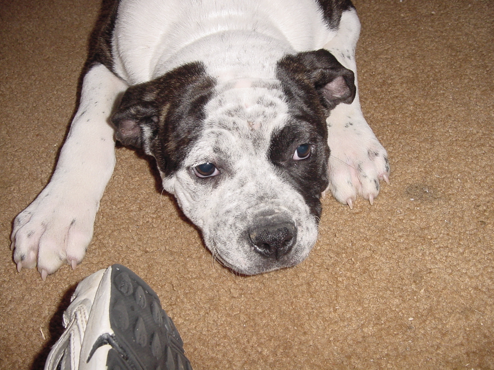 big girl american bulldog female pup