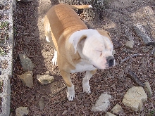 american bulldog