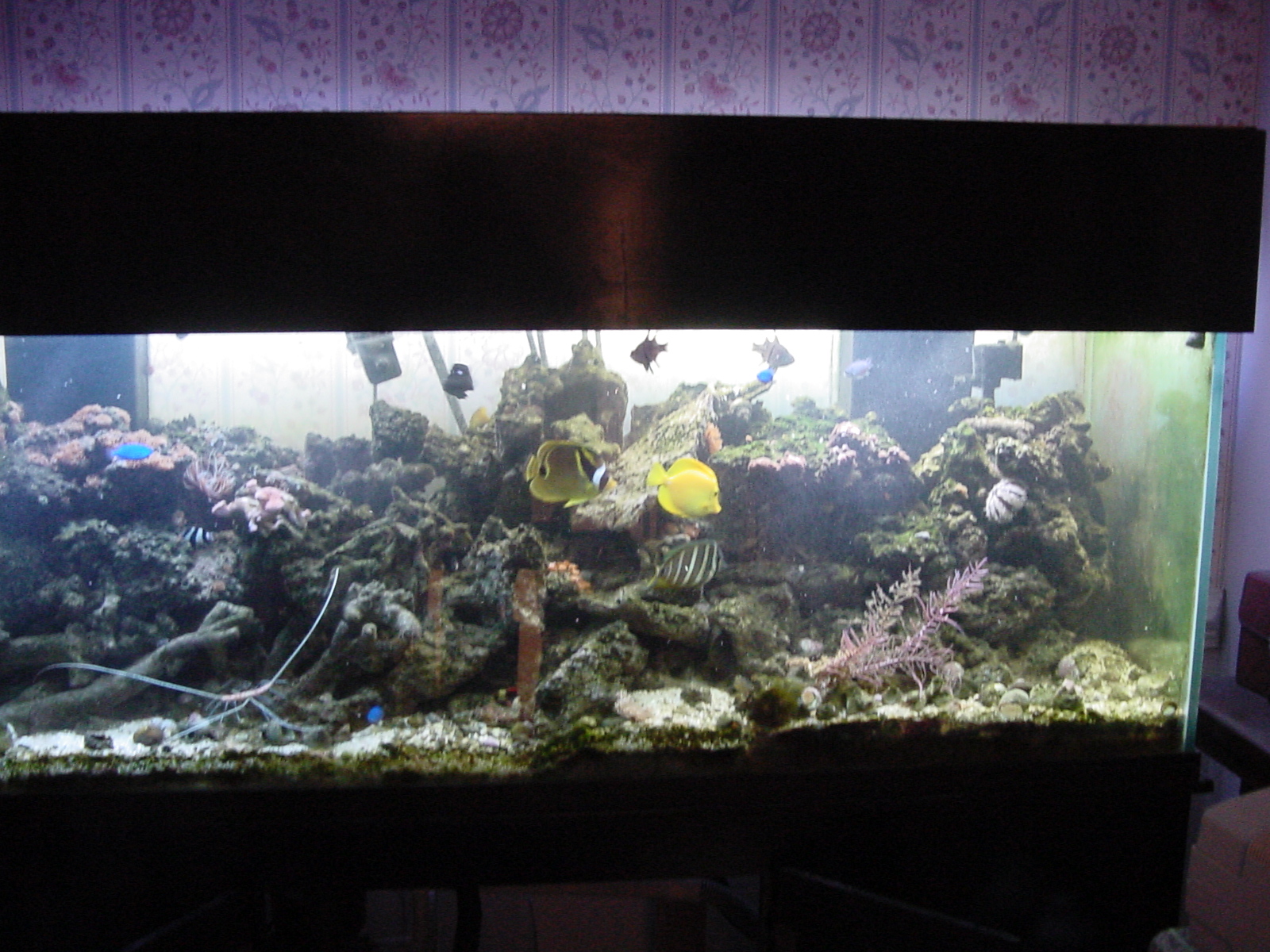 180 gallon saltwater tank
