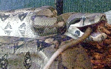 Female Columbian red-tail