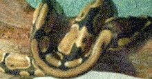 ball python