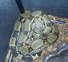 boa pic