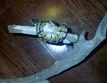 a better pic