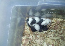 rat pups