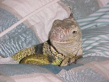 Bandito In Bed