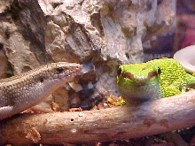Goldberg and Turok