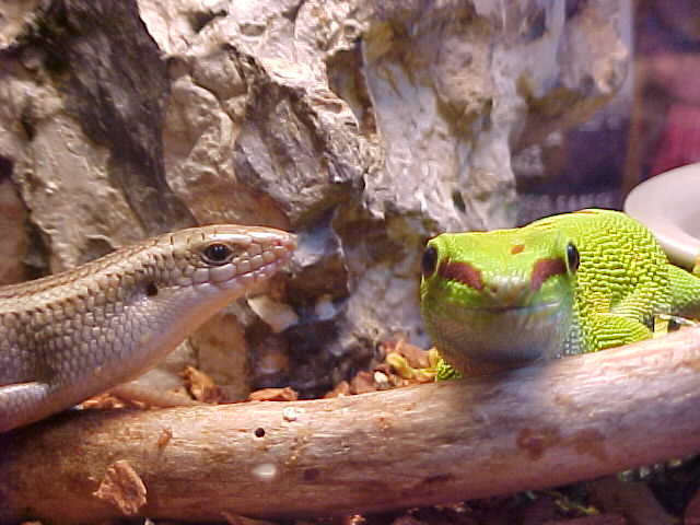 Goldberg and Turok