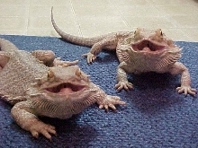 Pablo and Draco