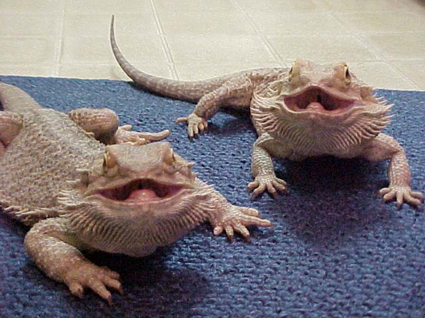 Pablo and Draco