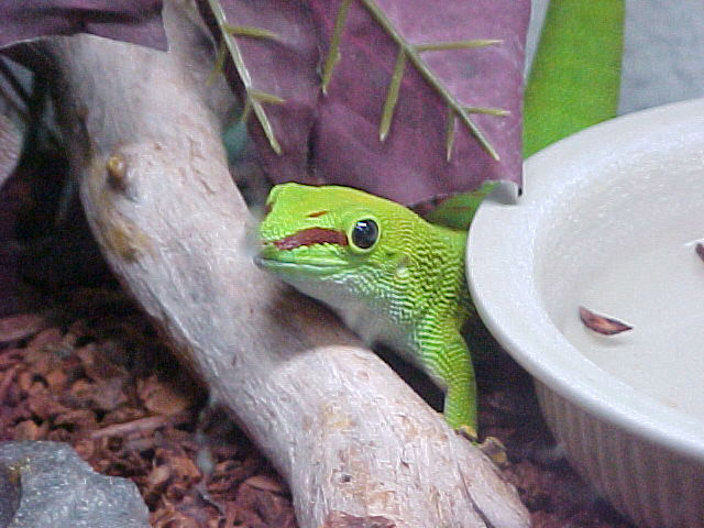 Turok