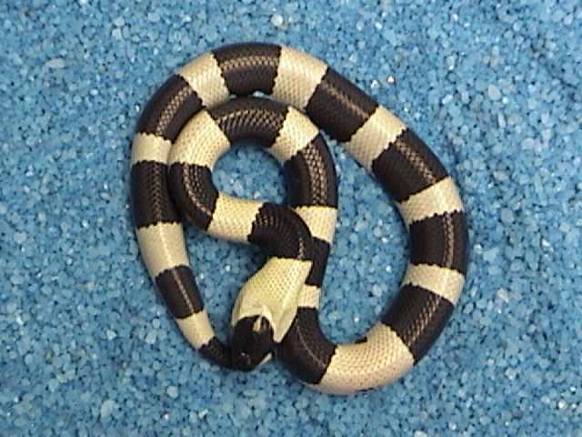 Oreo Pueblan #2 F $500