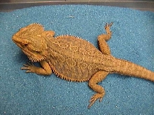 red dragon
