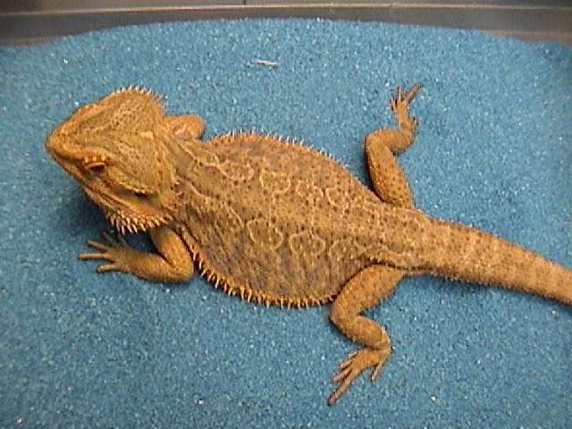 red dragon