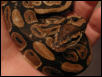 snake marks