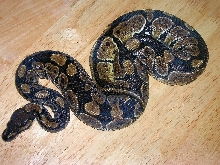 Granite ball python