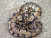 With a light colored normal 2