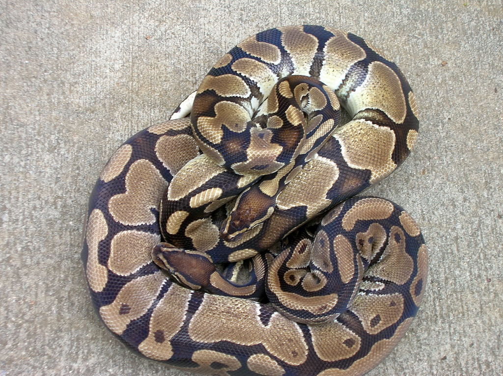 With a light colored normal 2