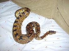 big girl