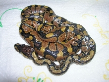 hatchlings 7-23-05