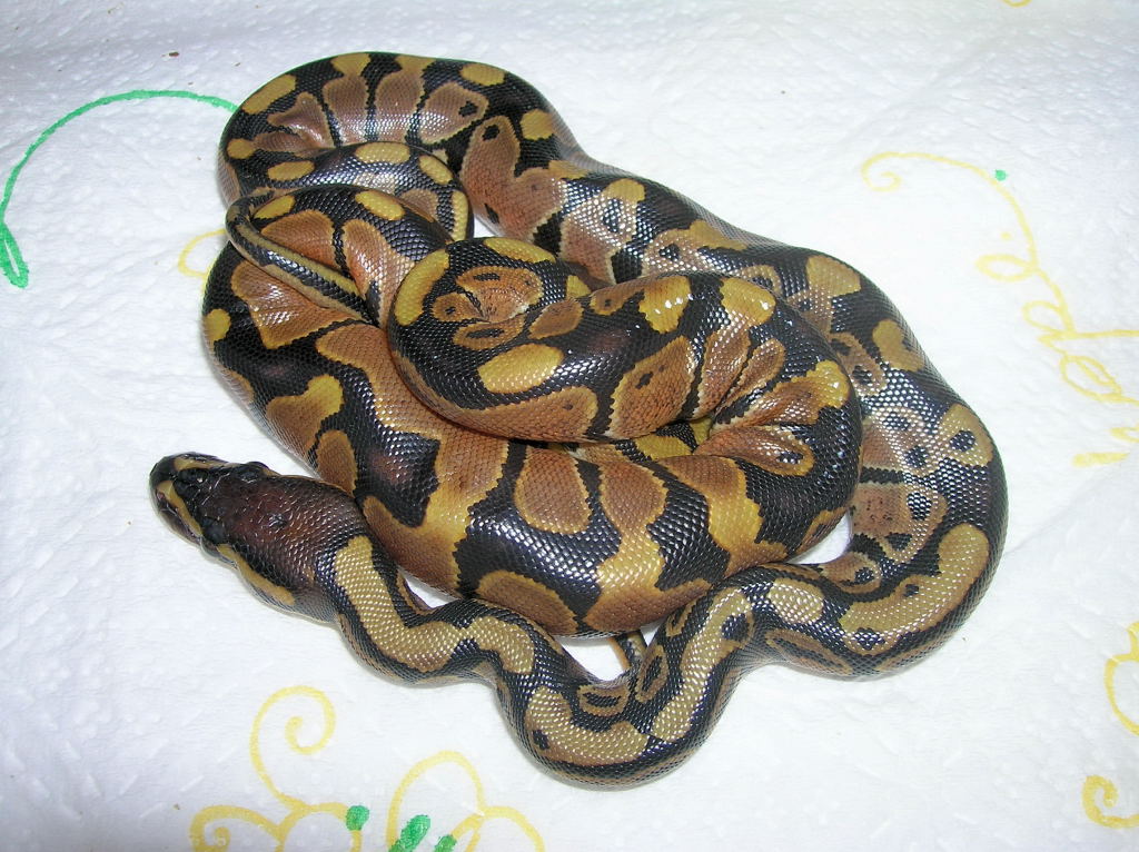 hatchlings 7-23-05