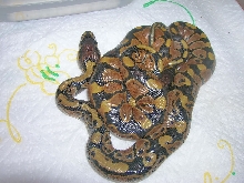 more babies