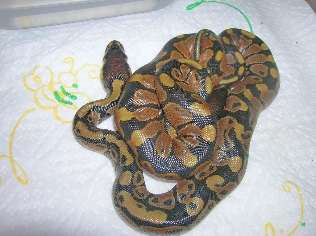 more babies