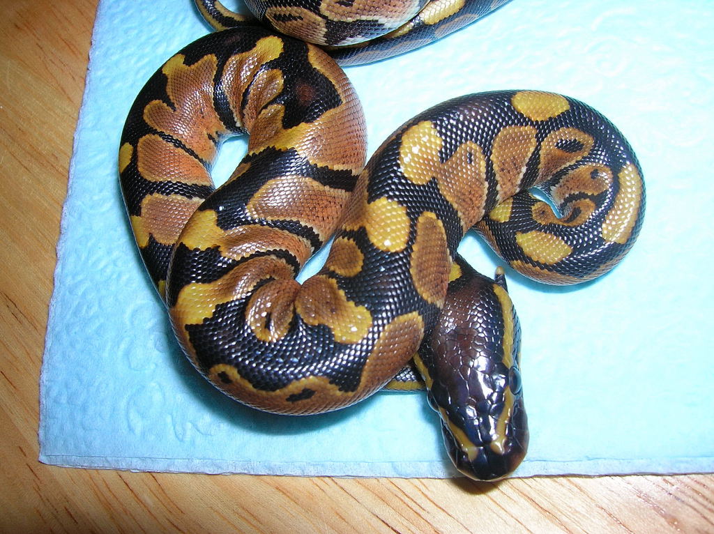 first hatchling
