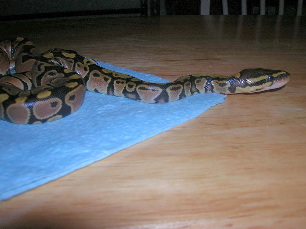 Second hatchling