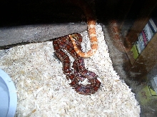 Corn Snake couple