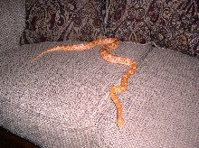 Female Corn Snake