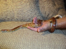 Male corn snake