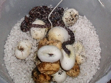 Hatchling corn snakes