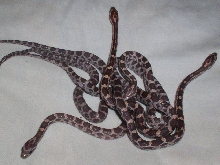 Corn snake hatchlings