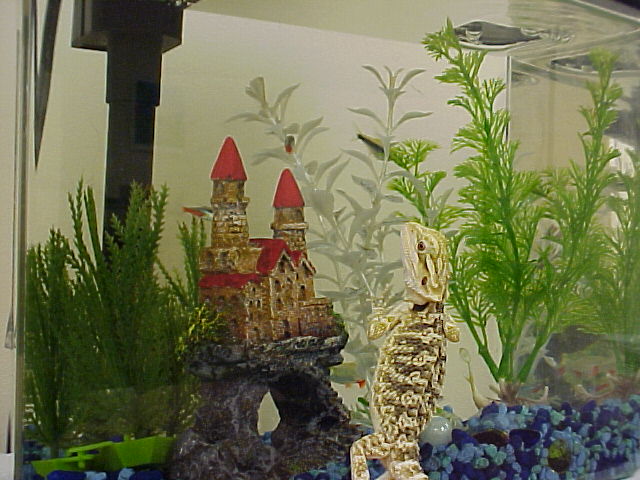 How much is that fishie in the window?