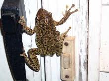 Tree frog