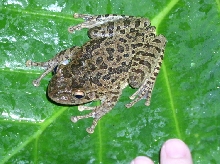 identify this tree frog