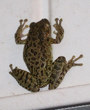 tree frog