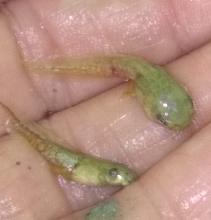 Tadpoles