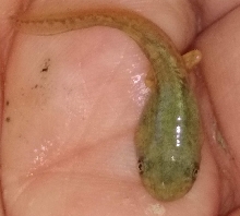 Tadpole
