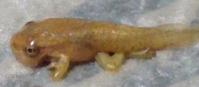 Young froglet