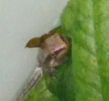 Young froglet face