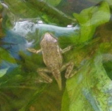 Young froglet backside